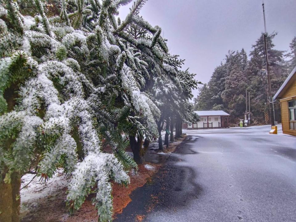 下雪了，寒流報到，中部大雪山森林遊樂區、福壽山天池，都成銀白世界。（圖：林業保育署台中分署提供）