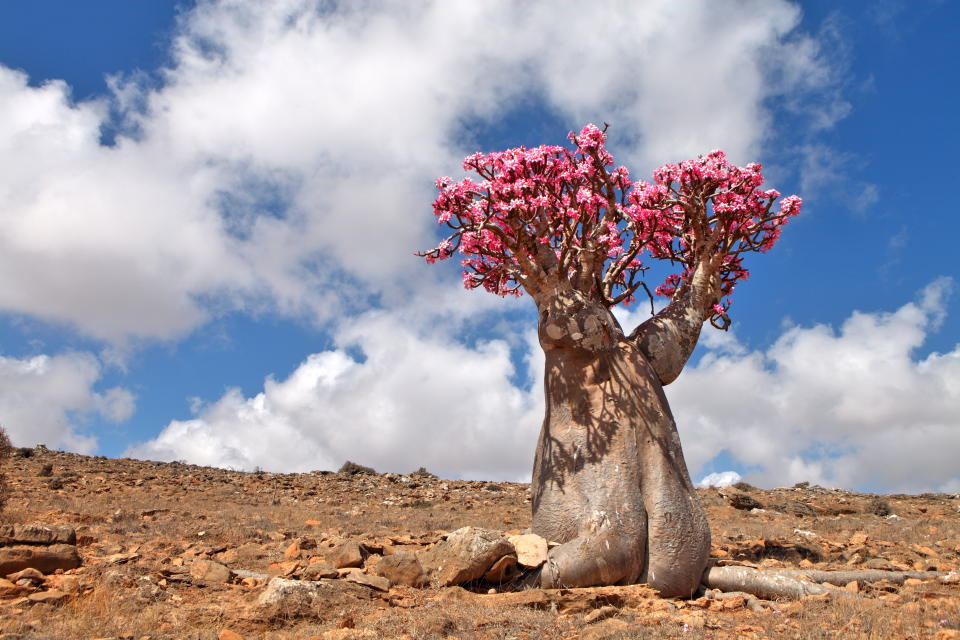 Socotra, la isla remota de árboles y playas de ensueño