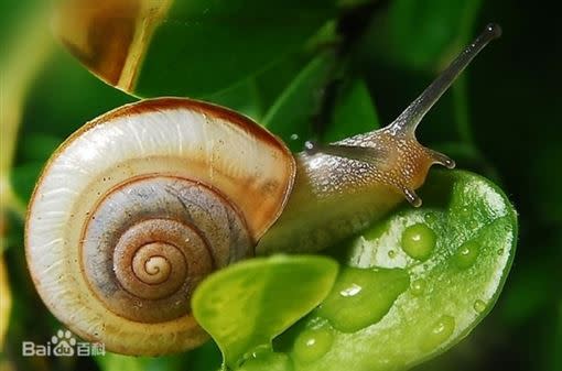 沒想到，牙齒最多的動物竟是「蝸牛」。（圖／翻攝自百度百科）