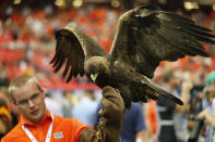 The Auburn War Eagle rests before the first half of an NCAA college football game against Louisville, Saturday, Sept. 5, 2015, in Atlanta. Football is being played in the Power Five conferences, but many of the longstanding traditions that go along with the games are on hold during the coronavirus pandemic. (AP Photo/John Bazemore)