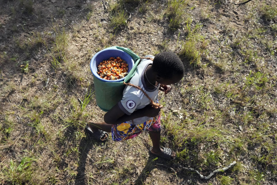 Un niño se dirige a casa con un balde lleno de hongos silvestres que recogió de un bosque en las afueras de Harare, Zimbabue, el viernes 24 de febrero de 2023. (AP Foto/Tsvangirayi Mukwazhi)