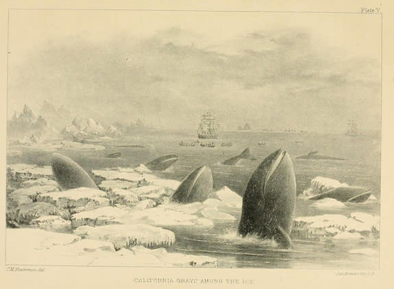 This 1874 illustration of California gray whales (<i>Eschrichtius robustus</i>) shows a group of individuals at the edge of their modern range in the North Pacific Ocean, blocked from traveling farther east into Arctic waters by thick ice barri