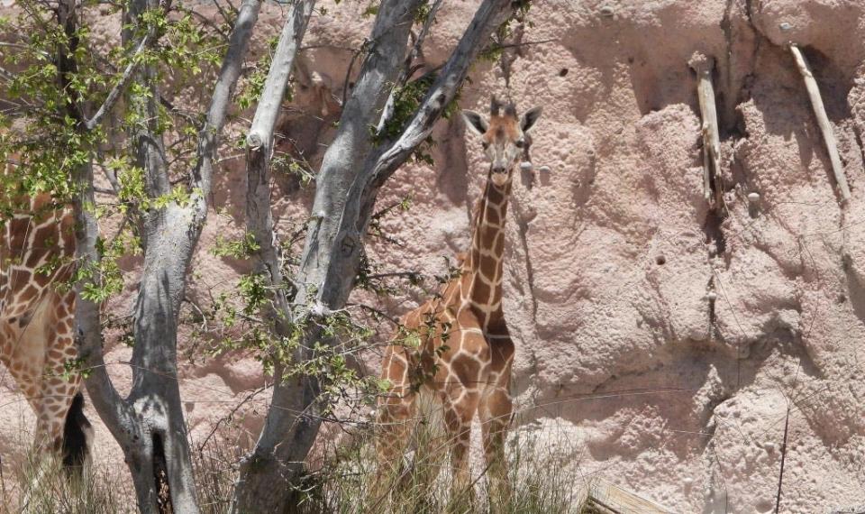 It's an exciting time to visit the El Paso Zoo and catch Obi, the baby giraffe, in the giraffe enclosure.