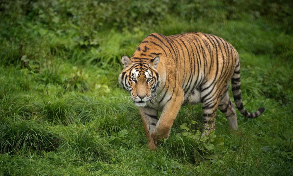 A Siberian tiger