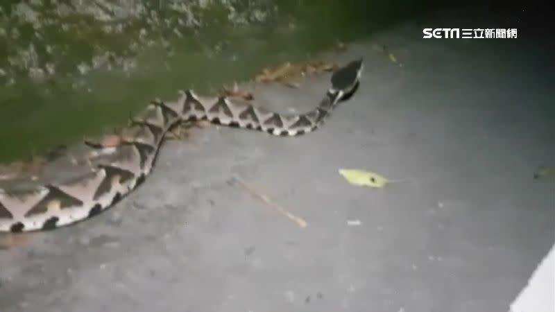 蛇類大多喜歡陰涼、有水澤的地方，去年台灣缺水，不少蛇類爬進人類居住地。