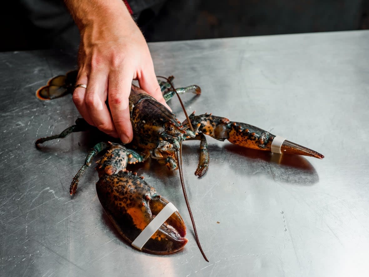 Officials have confirmed P.E.I.'s fall lobster season will open on Thursday. (Shutterstock - image credit)