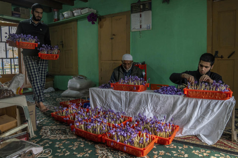 Kashmiri saffron farmer Abdul Majeed Wani, flanked by his grandsons, sits amidst fully blossomed saffron crocus plants cultivated inside their home Shaar-i-Shalli village, south of Srinagar, Indian controlled Kashmir, on Oct. 30, 2022. For the last three years, Wani has opted for indoor cultivation. He said his experience has been satisfying and the technique “has benefited us in a good way.” As climate change impacts the production of prized saffron in Indian-controlled Kashmir, scientists are shifting to a largely new technique for growing one of the world’s most expensive spices in the Himalayan region: indoor cultivation. (AP Photo/Dar Yasin)