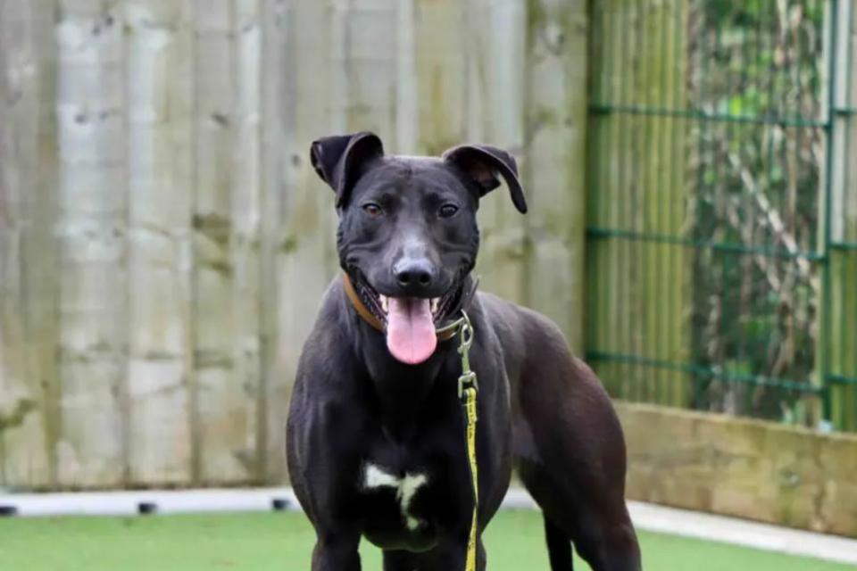 The Northern Echo: Panda Credit: DOGS TRUST