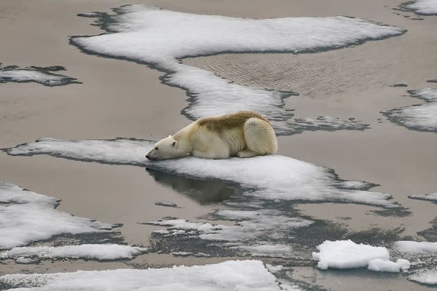 Eco-grief puts a name to people’s sense of loss or mourning of the planet and the natural world ― grief for a near-extinct species, an ecosystem, a landscape, or a way of life.