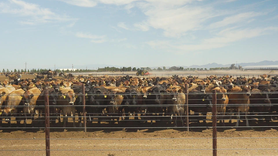 A holding pen for cattle at Coronado Dairy, one of two 65,000+ cattle-growing farms operated by Riverview LLP (Andrew Stern / NBC News)