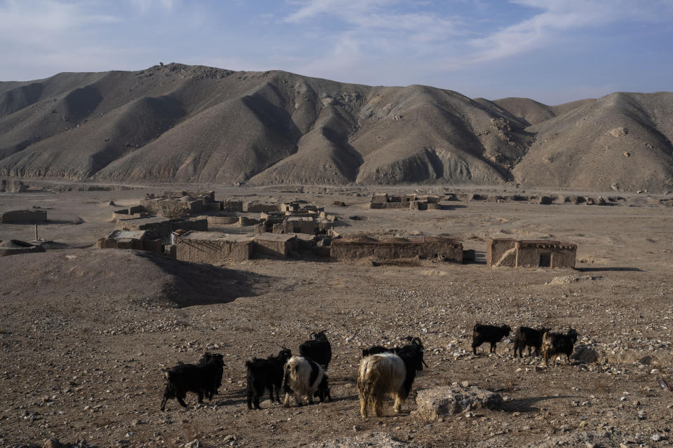 Goats stand in front of Jar-e Sawz, a tiny village north of Herat, Afghanistan, on. Saturday, Nov. 27, 2021. Afghanistan’s drought, its worst in decades, is now entering its second year, exacerbated by climate change. (AP Photo/Petros Giannakouris)