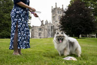 Princess Aurora, a kesan, stands beside her Best of Opposite Sex ribbon near the Lyndhurst Mansion after competing in her breed group at the 145th Annual Westminster Kennel Club Dog Show, Saturday, June 12, 2021, in Tarrytown, N.Y. (AP Photo/John Minchillo)