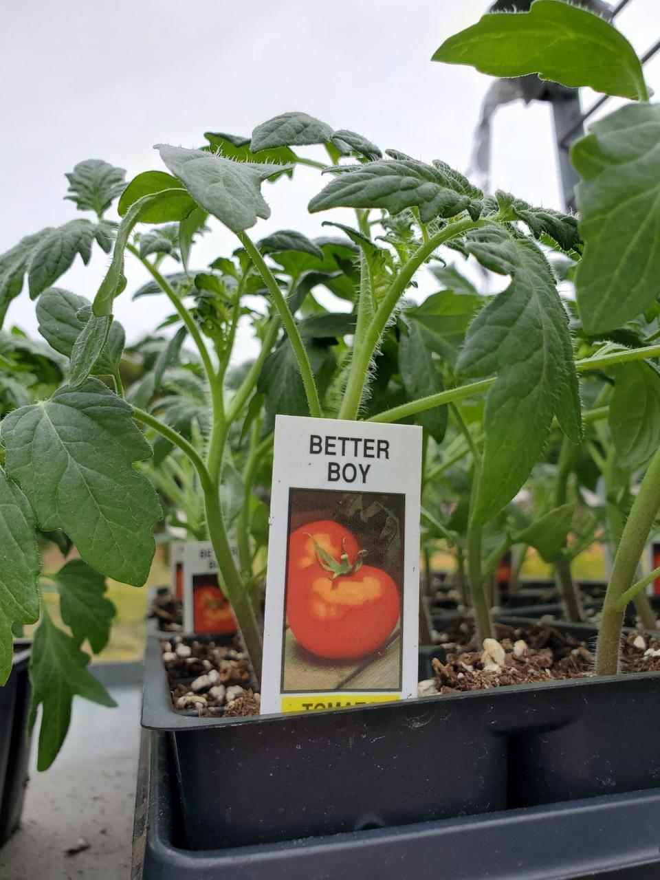 S & K Greenhouses grows and sells a variety of tomatoes.