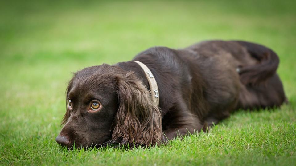 Dog breeds from the US