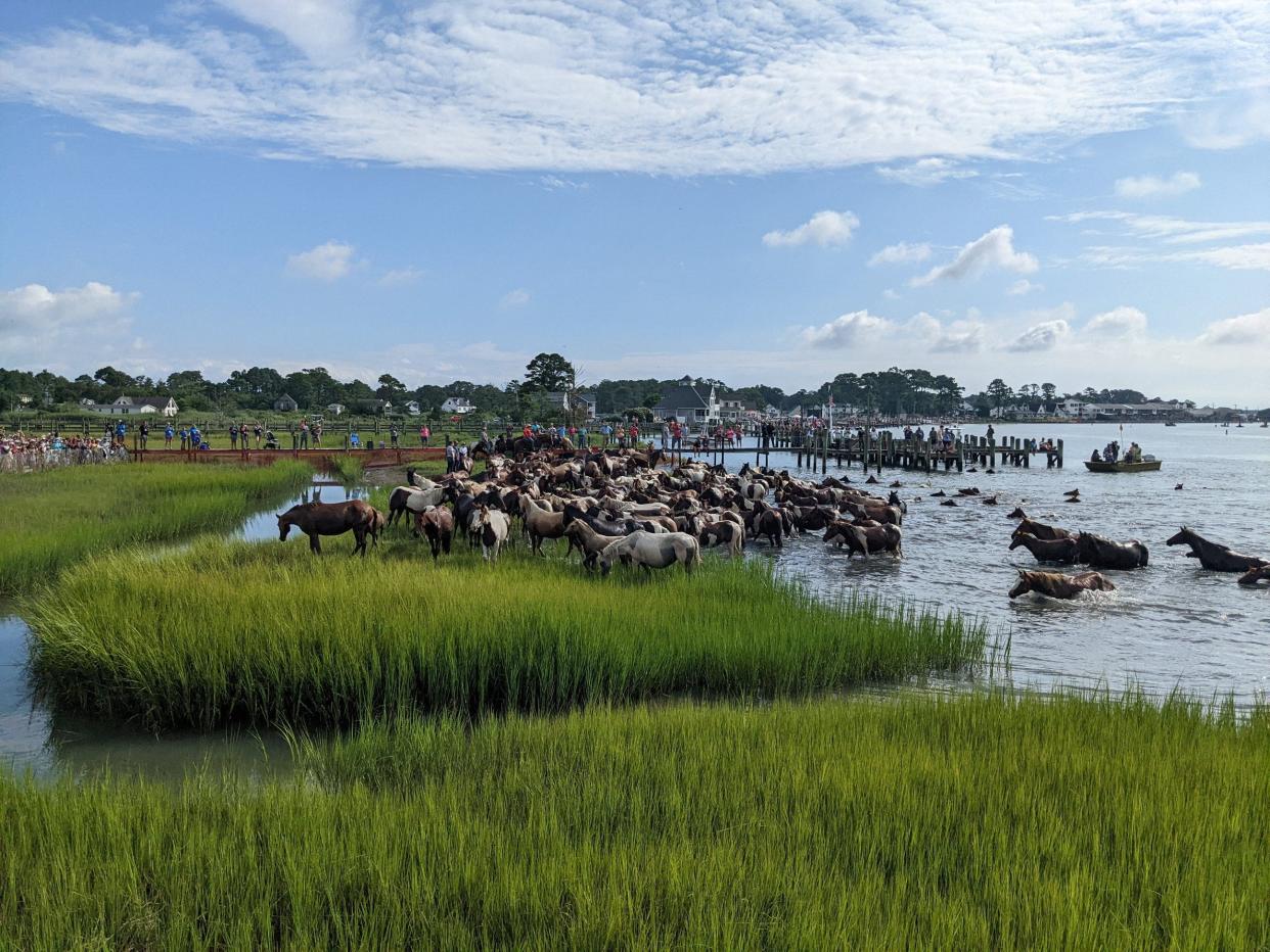The Chincoteague ponies come ashore as they complete the Pony Swim on Wednesday, July 27, 2022. The swim kicked off at 9:04 a.m.