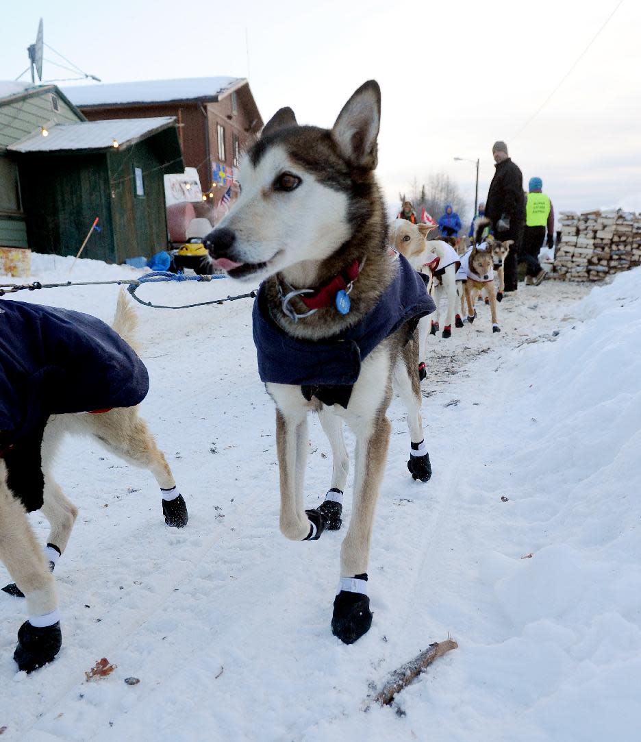 Iditarod musher Allen Moore, from Two Rivers, Alaska leaves the Takotna checkpoint during the Iditarod Trail Sled Dog Race on Thursday, March 6, 2014. (AP Photo/The Anchorage Daily News, Bob Hallinen)