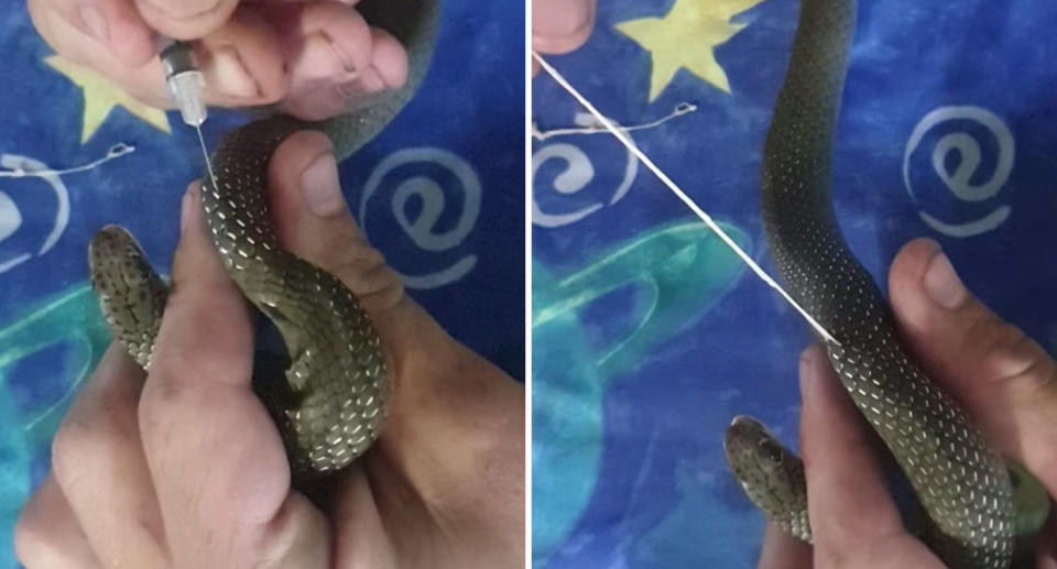 Snake shown in stills having worm pulled from its skin by Queensland snake catcher.