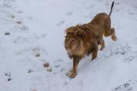 Lion Gjon at the bear sanctuary covered with the first snow, in Mramor