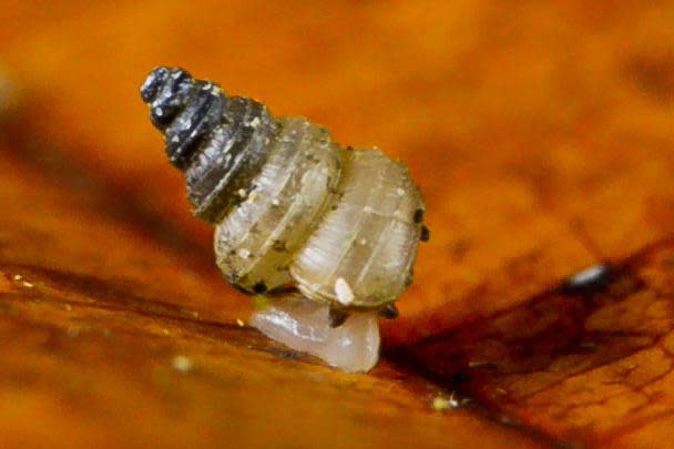 A new species of snail has the scientific name Craspedotropis gretathunbergae in honor of teenage climate change activist Greta Thunberg.