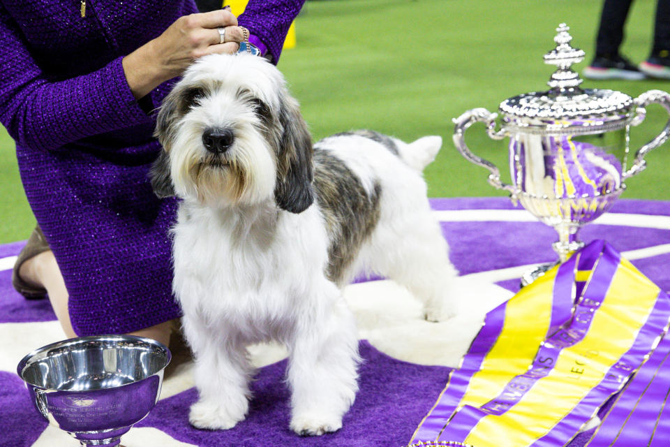 6歲的迷你貝吉格里芬凡丁犬（Petit Basset Griffon Vendéen，PBGV）霍利（Buddy Holly），擊敗來自世界各地210個品種、3000多隻狗狗，勇奪全場總冠軍。圖片來源：REUTERS/Eduardo Munoz