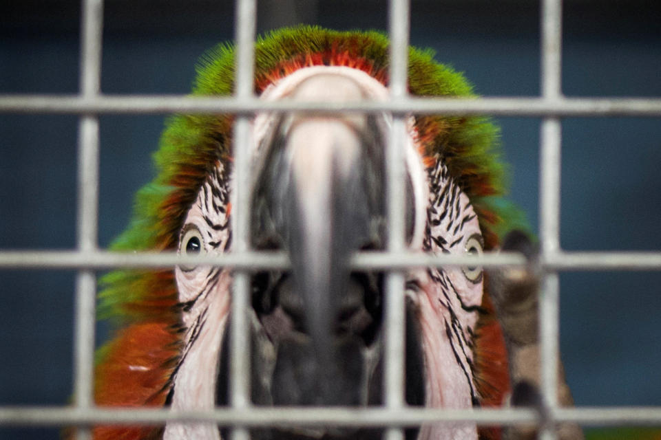 A macaw looks out of a&nbsp;shelter cage.