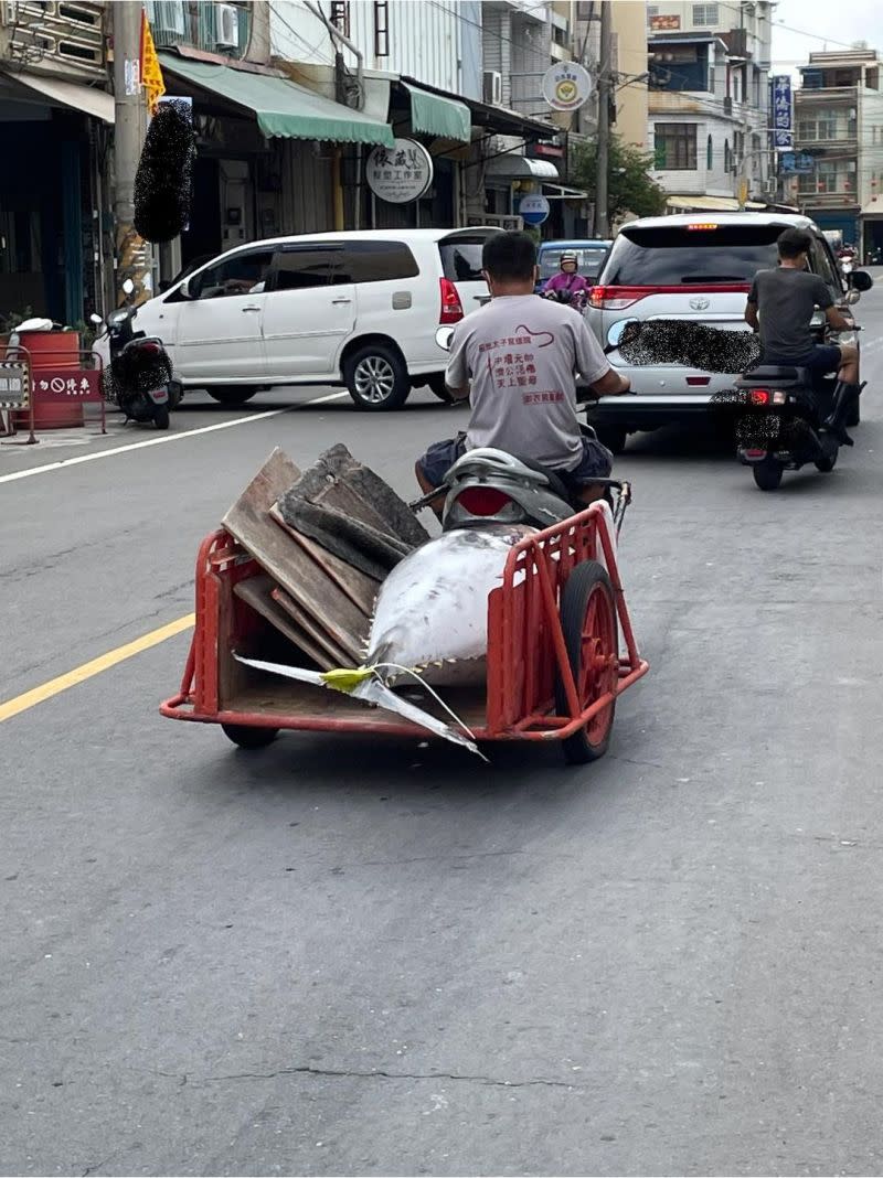 ▲屏東縣東港路新生一路上，一台機車後方拉著一個拖車經過，上頭除了幾片木板外，還有一尾超大鮪魚。（圖／翻攝自臉書社團「路上觀察學院」）