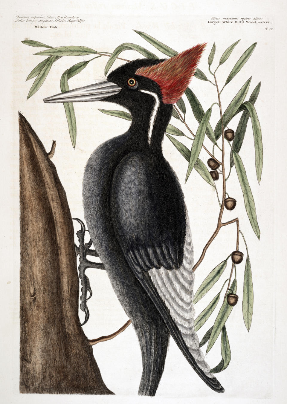 A hand colored etching of the ivory-billed Woodpecker. (David Tipling / Universal Images Group via Getty)