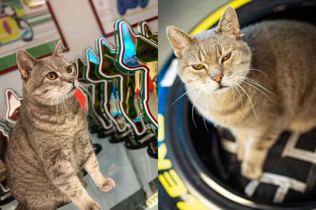 Quién era Formulino, el gato de Imola en la F1 que daba buena suerte