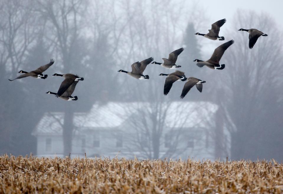 Canada geese take flight from a snow-covered corn lot in light rain on Wednesday, Dec. 10, 2014, in Castleton, N.Y.