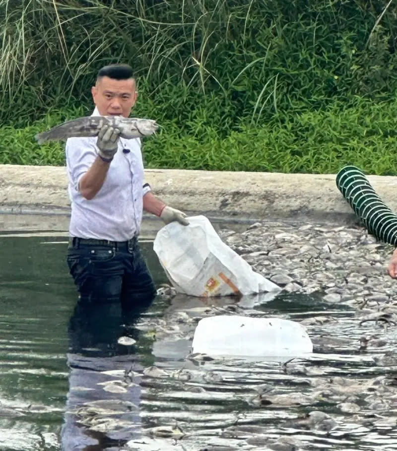 ▲江和樹開直播時，沒做任何防護措施，就下水撈死魚。（圖／江和樹提供，2024.03.27）