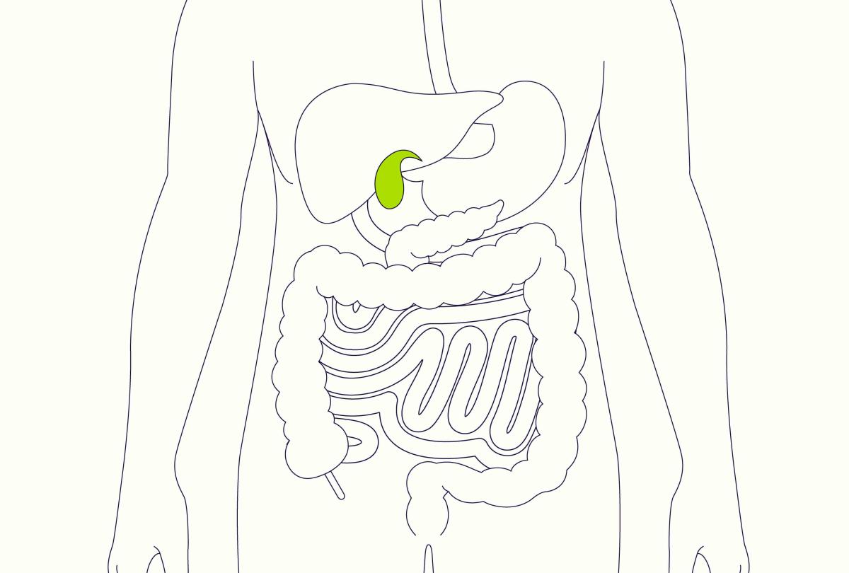 What Is the Gallbladder's Function?