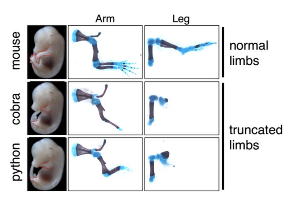 During normal development, mice form full arms and legs (top). But when mice embryos are given a stretch of DNA from a cobra (middle) and a python (bottom) that controls limb development, their arm and leg growth are severely limited. <cite>Kvon et al. Cell 2016</cite>