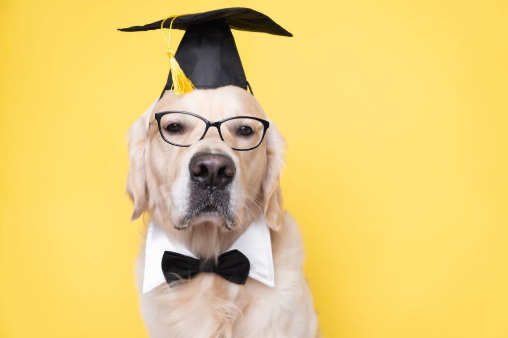 Golden retriever wearing graduation hat, glasses, and bow tie. Like Loki, the rottweiler, this therapy dog receives dogtorate.