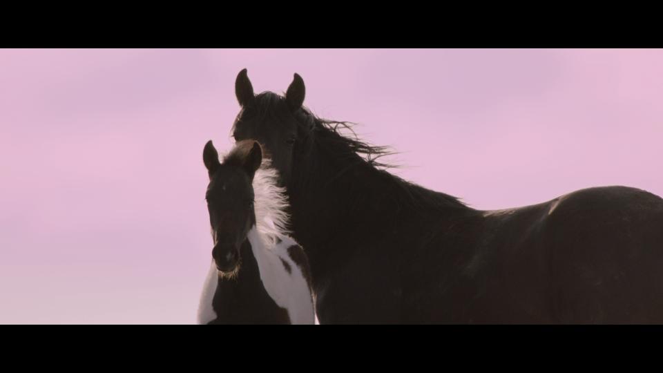 'Wild Beauty: Mustang Spirit of the West'