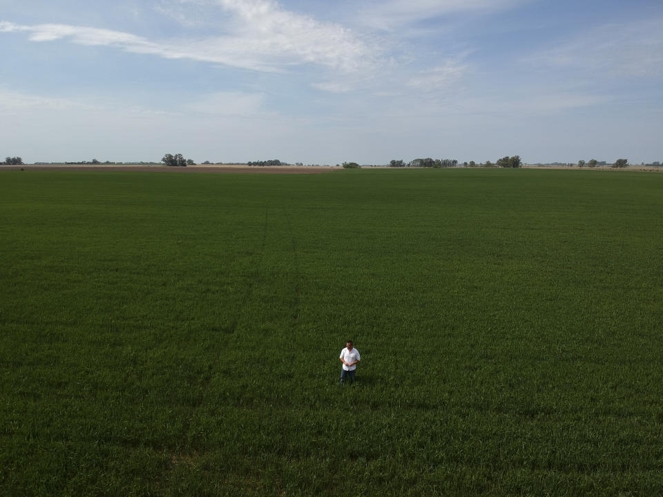 In this Oct. 9, 2019 photo, farmer Juan Rossi walks through his wheat fields on the outskirts of Pergamino, Argentina. Rossi was among a group of jubilant Argentine farmers who cheered on business-friendly Macri when he arrived to their town in the Pampas grains belt in 2015 to announce that he would scrap taxes on agricultural exports to jumpstart the economy. (AP Photo/Natacha Pisarenko)