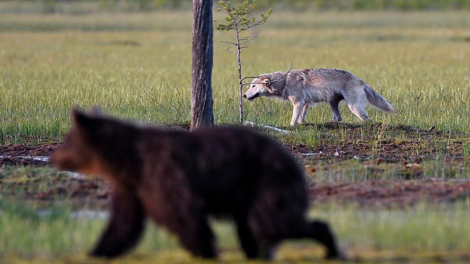 Un zorro y un oso