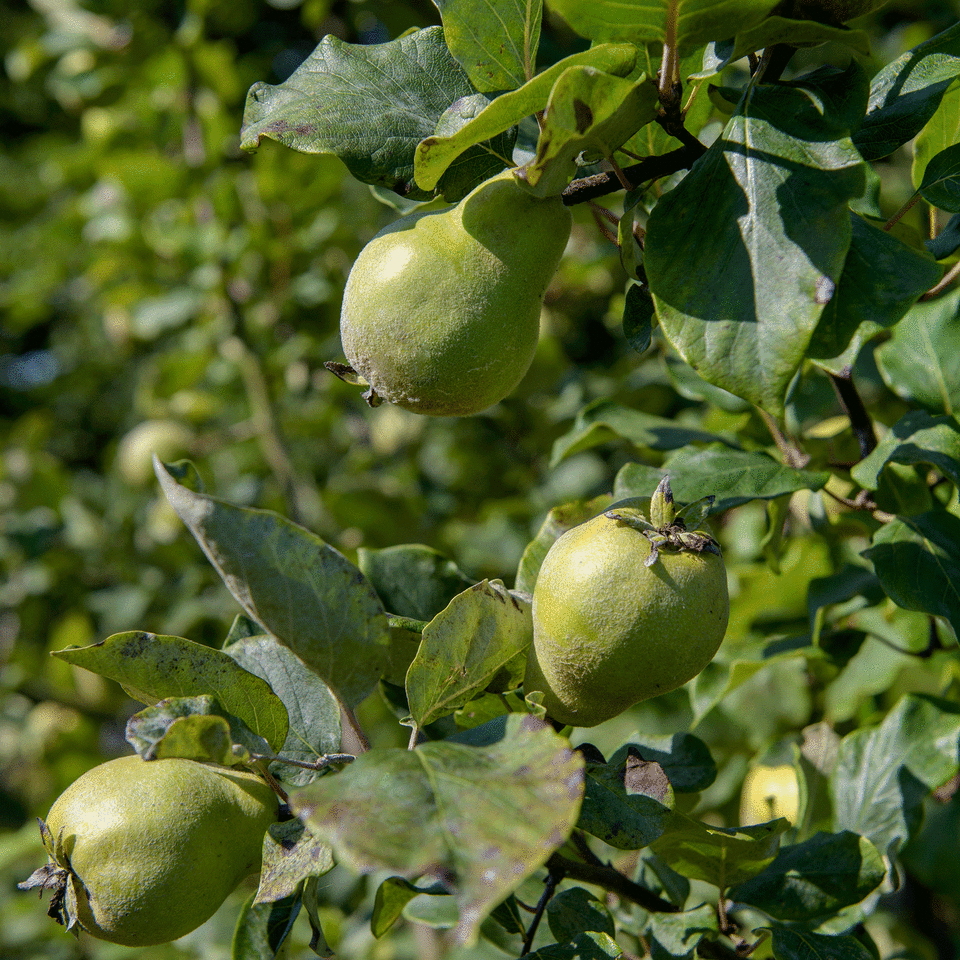 Apple tree in garden with fruit