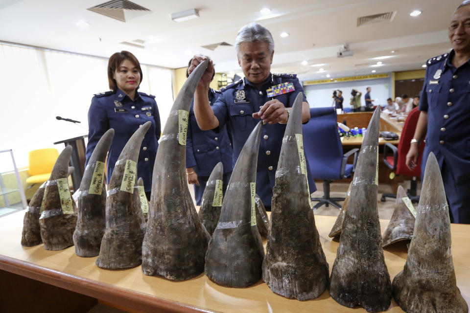 Kuala Lumpur International Airport (KLIA) customs director-general Hamzah Sundang, center, inspects the rhino horns that were seized at KL International airport during a press conference in Custom office in Sepang, Malaysia on Monday, April 10, 2017. A total of 18 Rhino horns weight of 51kg (112 pound) with a value of US$ 3.1 million were confiscated on April 7 from Mozambique to Kuala Lumpur via Doha. (AP Photo/Vincent Thian)