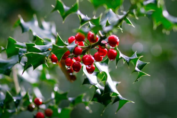 December birth flower: Holly<p><a href="https://unsplash.com/photos/vjdu7KWzKM0" rel="nofollow noopener" target="_blank" data-ylk="slk:Alistair MacRobert via UnSplash;elm:context_link;itc:0;sec:content-canvas" class="link ">Alistair MacRobert via UnSplash</a></p>