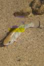 <p>When it comes to fish, you often categorize them as fresh- or saltwater-thriving. But give pupfish <em>any</em> kind of water—fresh, salty, freezing, warm—and they can survive just fine, biologists say. Researchers believe they have this ability because they evolved by only having low-quality water during the Ice Ages.</p>