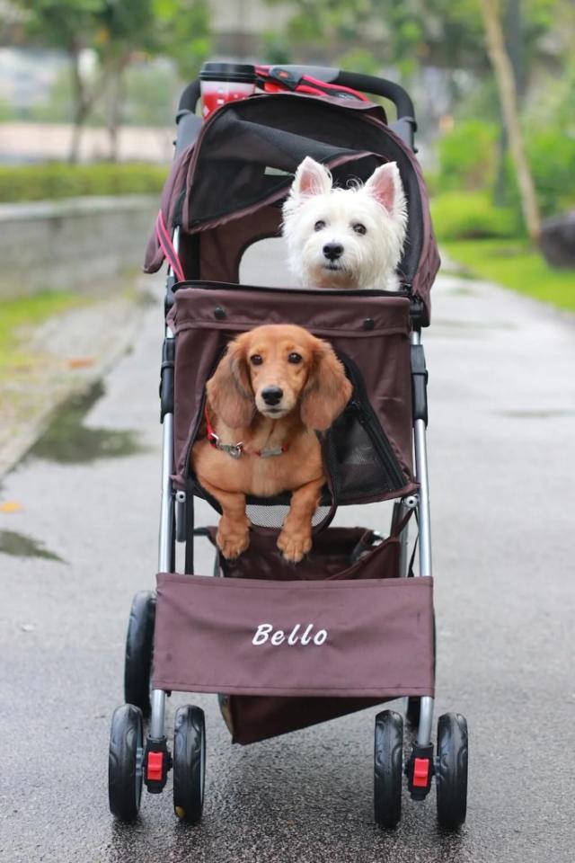 should i get a stroller for my dog