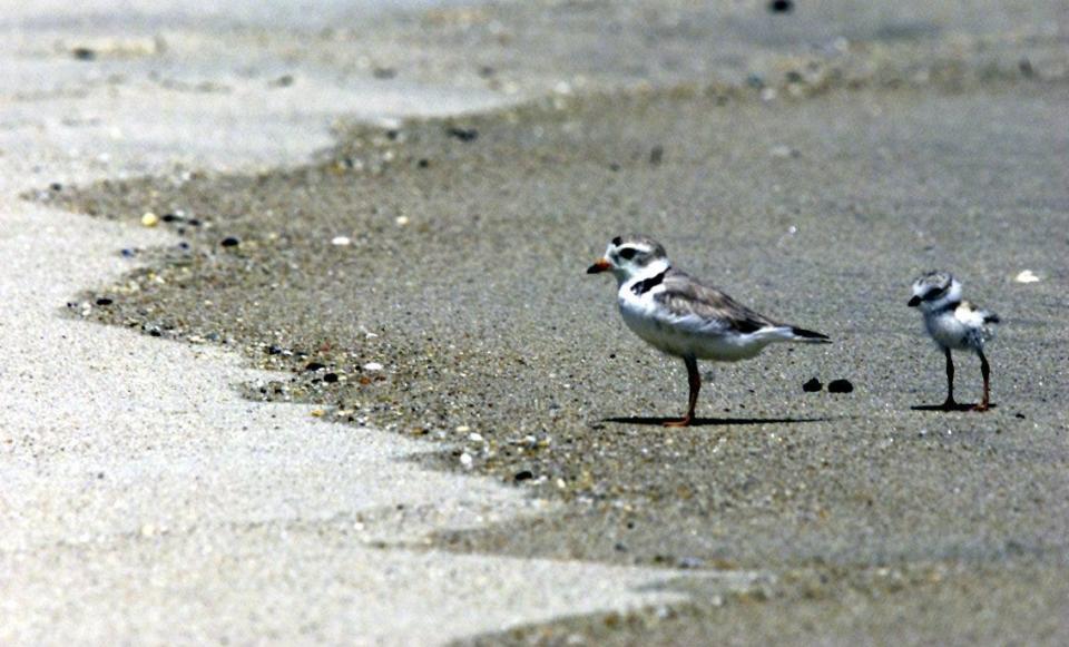 Piping plovers in Monmouth Beach.