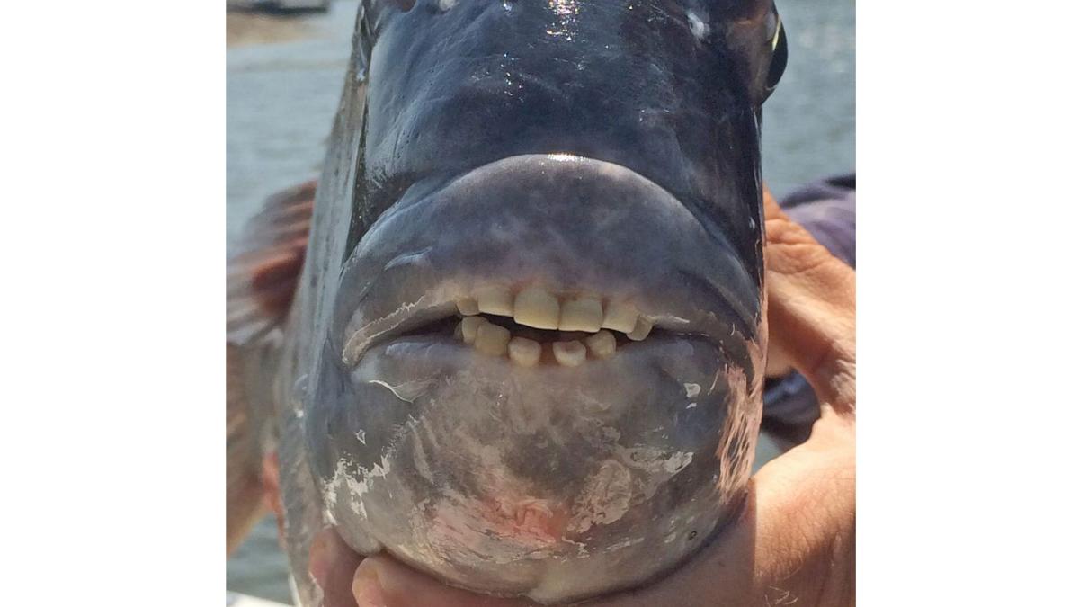 I was STALKED by a FISH with TEETH