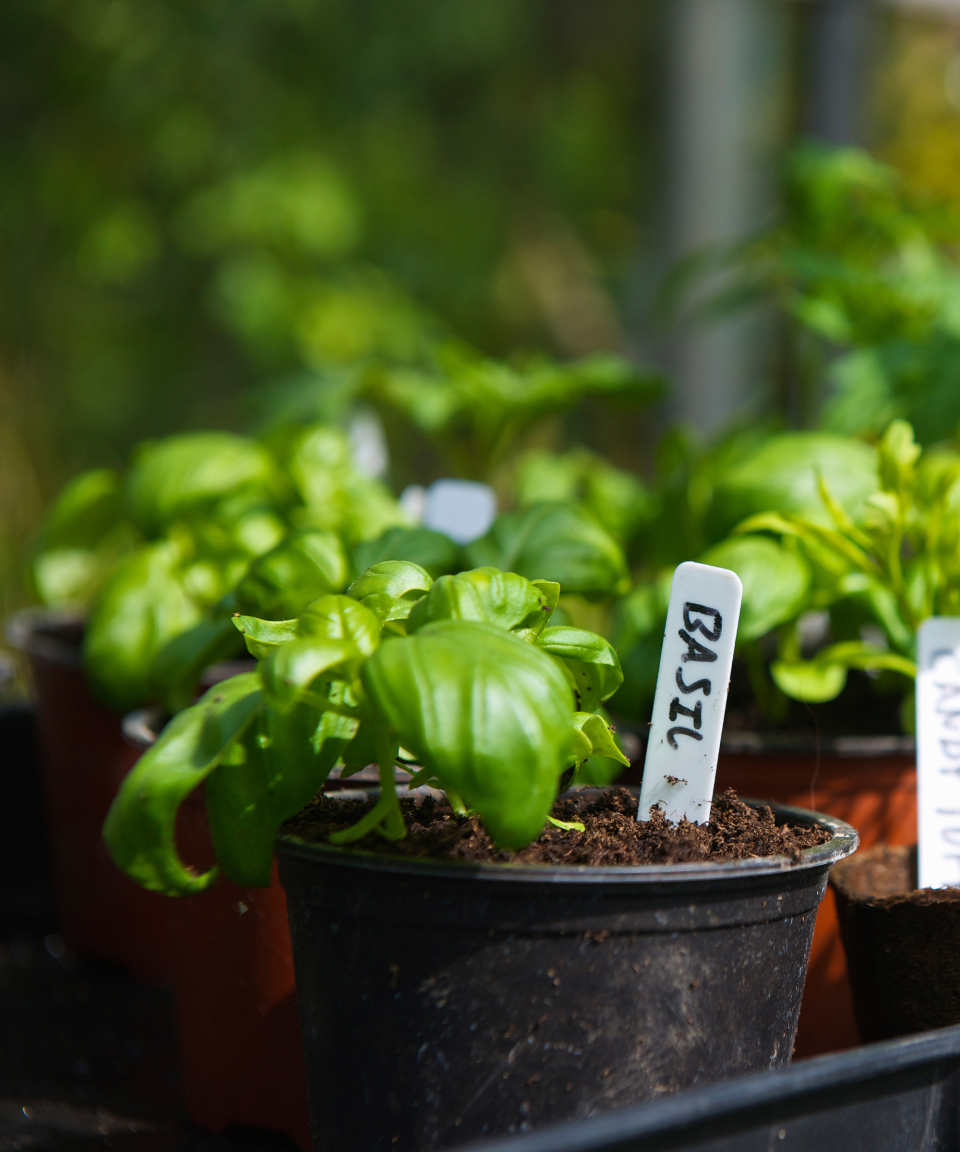 Mosquito repellent plants