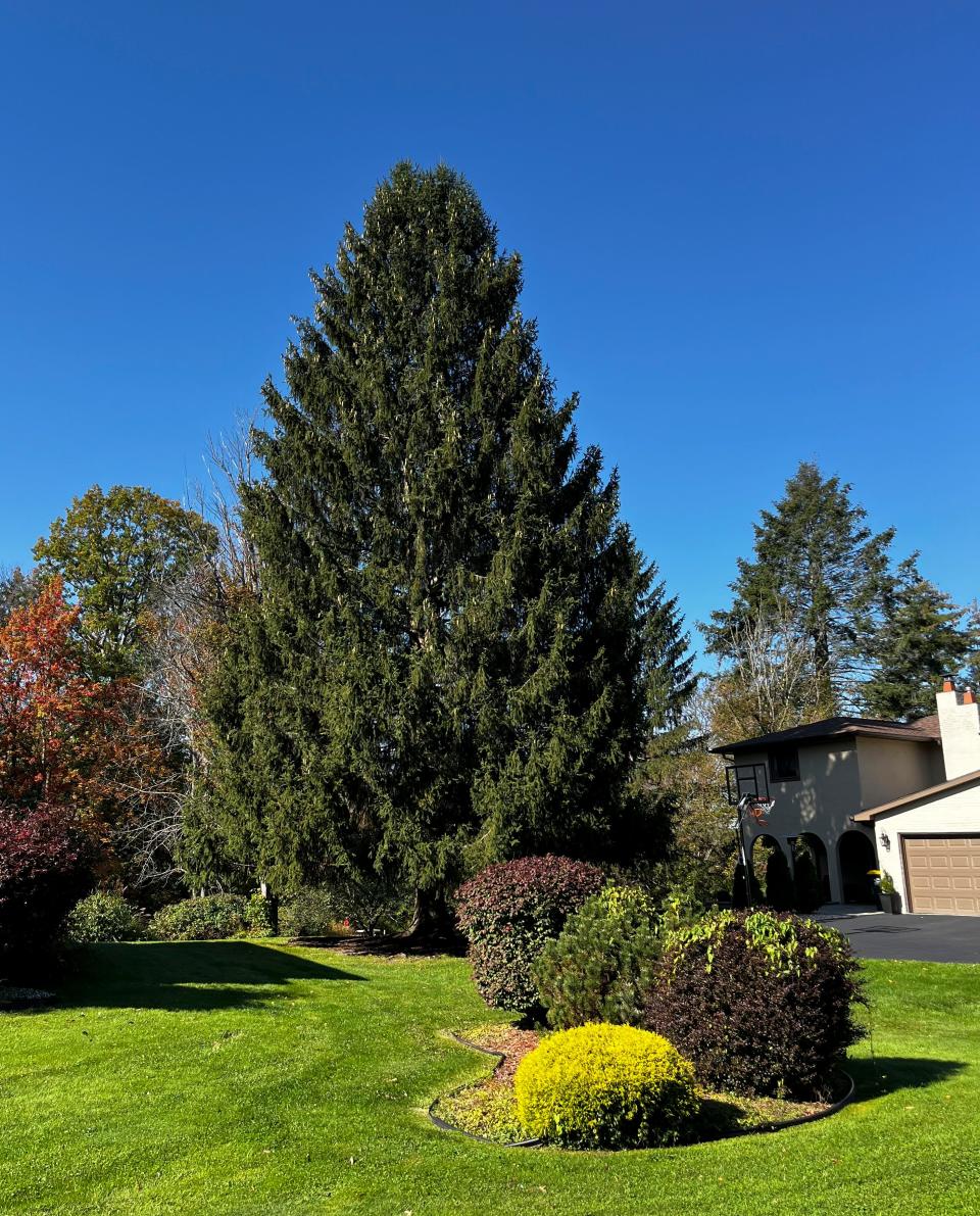 In this image provided by Tishman Speyer, a Norway spruce tree stands in the yard of a home, Thursday, Oct. 12, 2023, in Vestal, N.Y. The tree will be cut and transported to New York to stand as the Rockefeller Center Christmas Tree later in November.