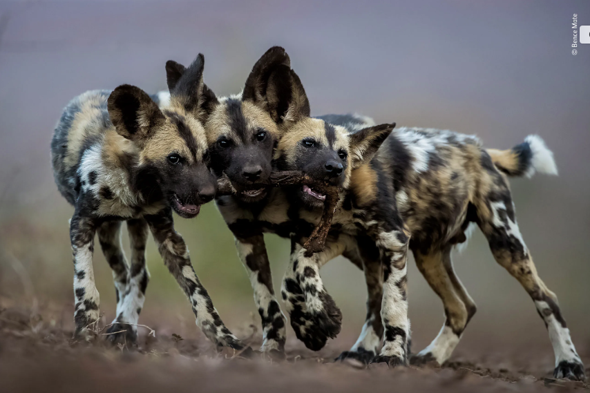 There are around 5,000 African wild dogs left. Over the weekend, 11 were born in Palm Desert.