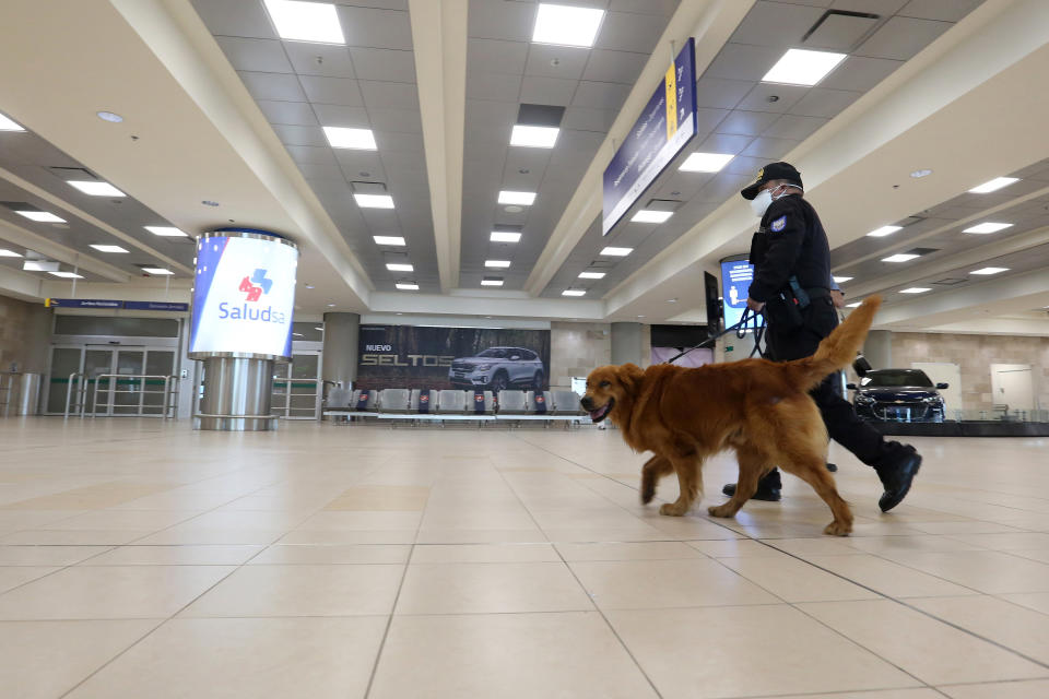 En muchos países se estudia la posibilidad de utilizar perros en instalaciones públicas como estaciones o aeropuertos para detectar pasajeros contagiados | imagen Franklin Jacome/Getty Images