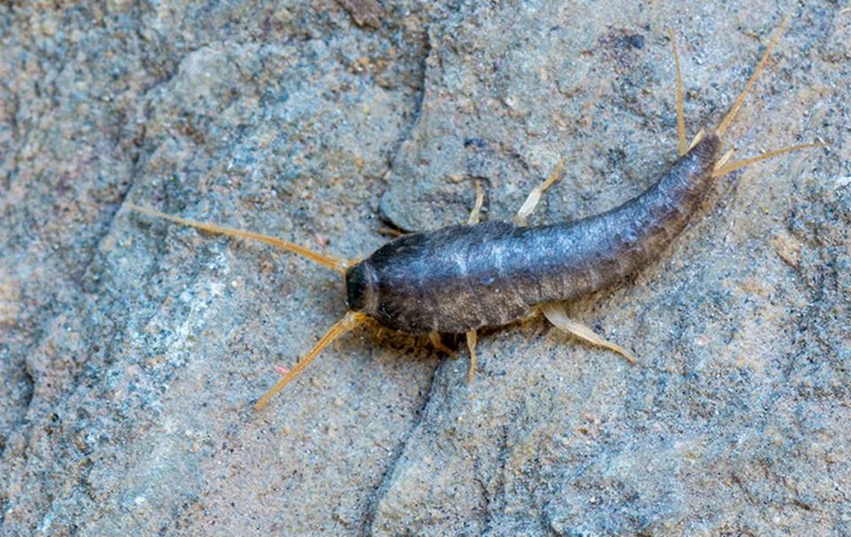 A closeup image of a silverfish.