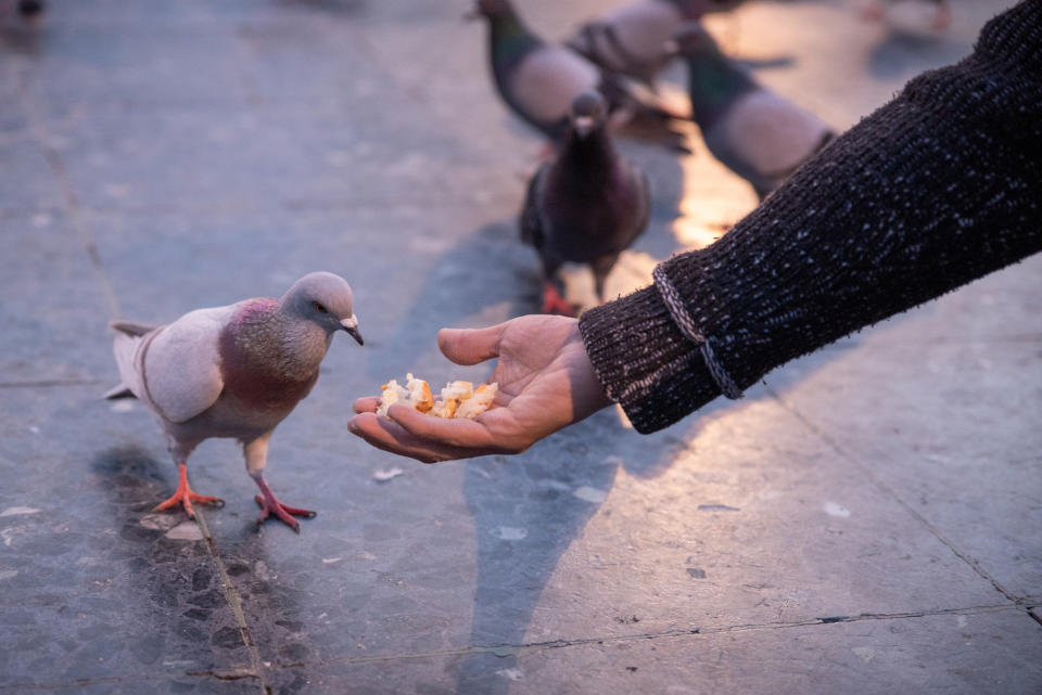 Weniger Menschen in der Stadt bedeuten weniger Futter für die Tauben. (Symbolbild: Getty Images)