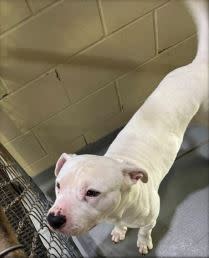 This is Milo. He is around 3 Years old and is an American Bulldog mix. Handsome and sweet, he thinks he is pocket size, so he will sit on your lap thinking he is small breed. He is perfect for any kind of family. He loves affection, food, and a good walk. He is a gentle giant looking for the perfect family for him.